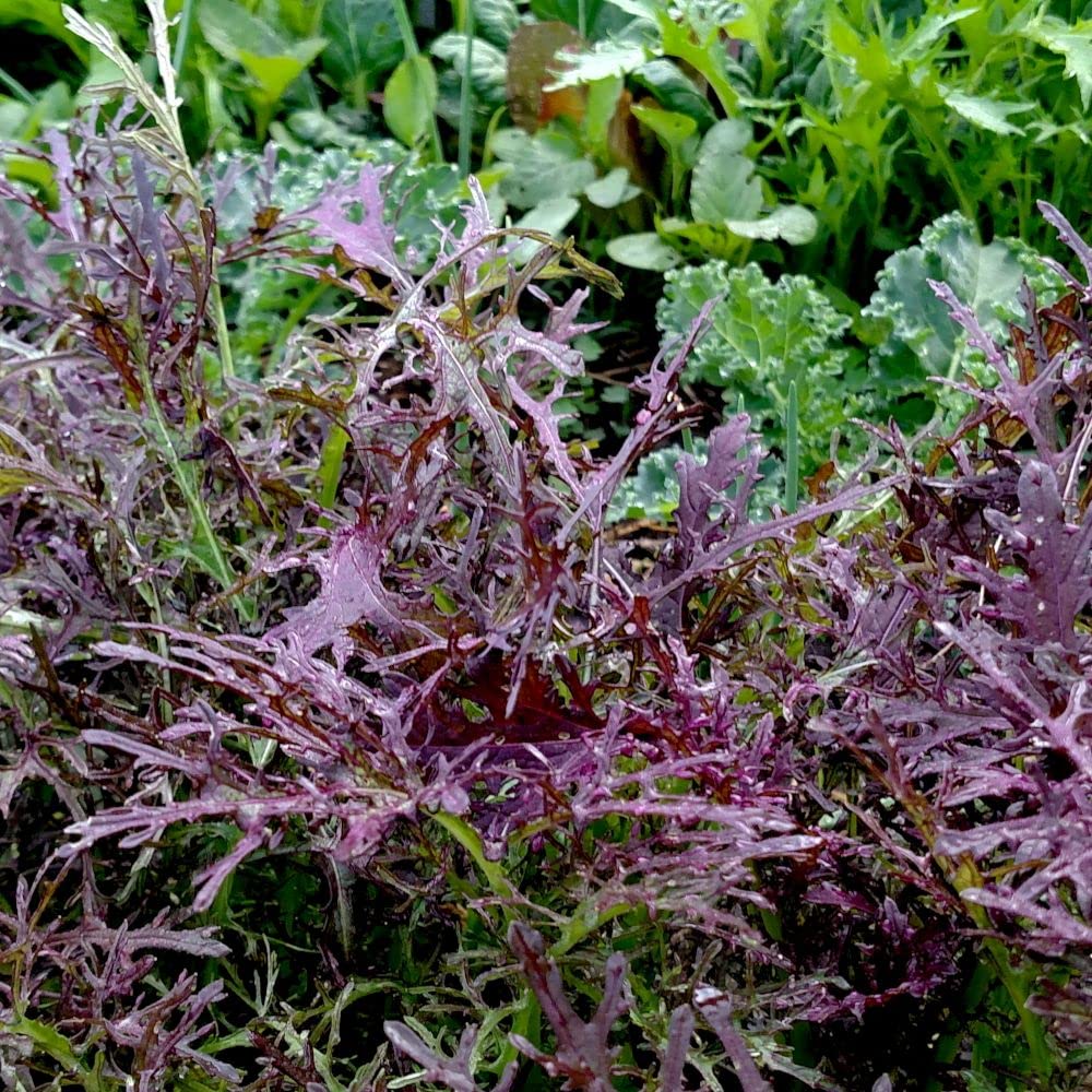 Amazon.com : 500 Mizuna Red Streaks Mustard Seeds for
